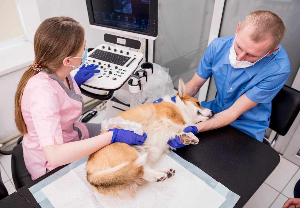 Un nou spital veterinar non-stop, deschis la Timișoara, în Iulius Town